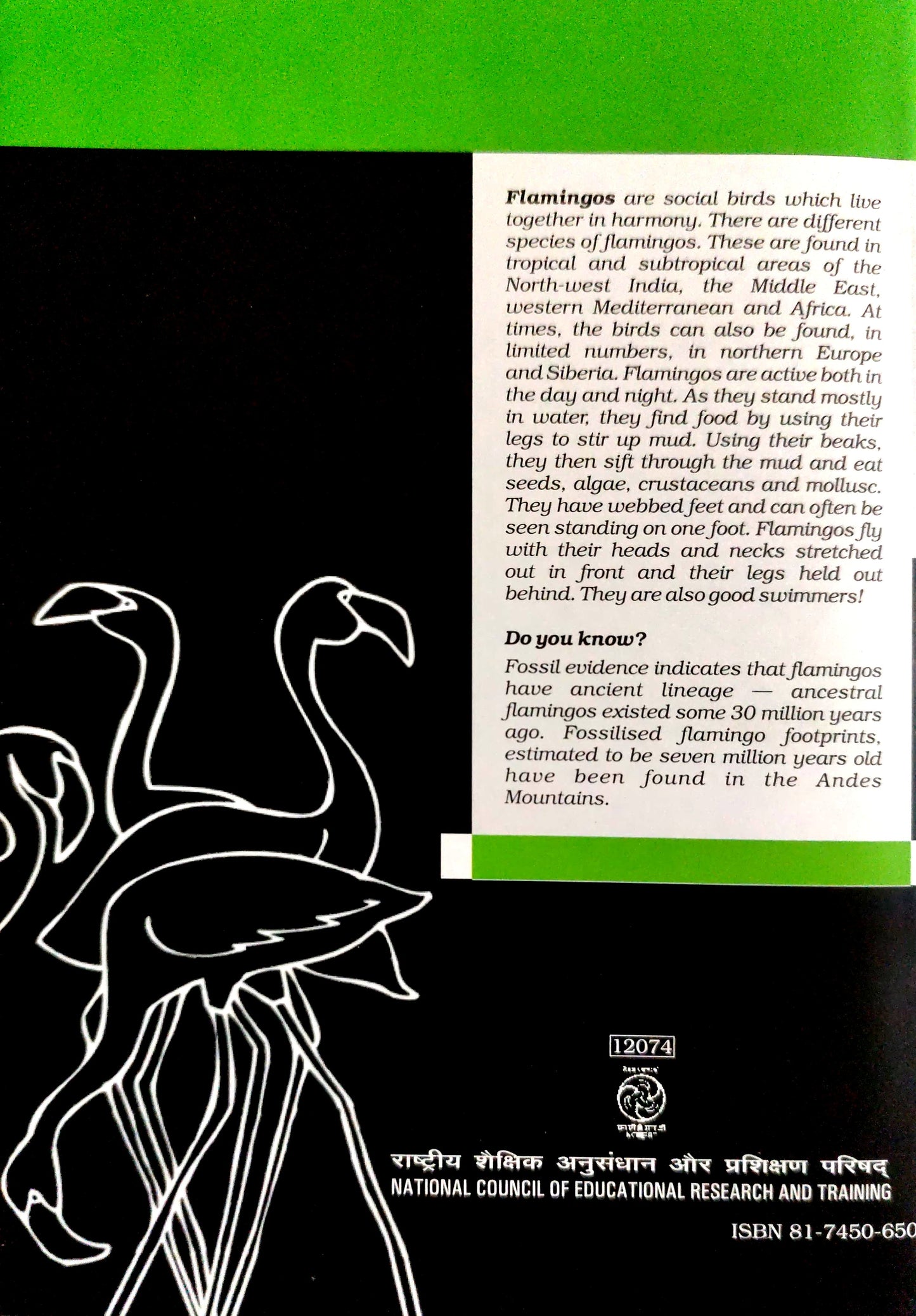 12074 - Flemingo - English Core - XII